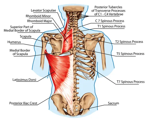 Detail Gambar Tulang Vertebra Nomer 13