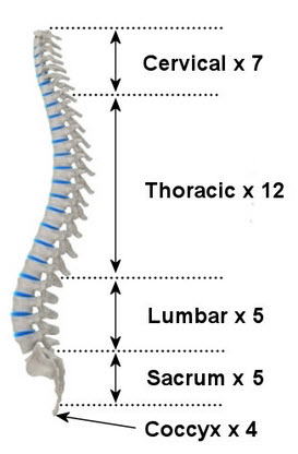 Detail Gambar Tulang Vertebra Nomer 17
