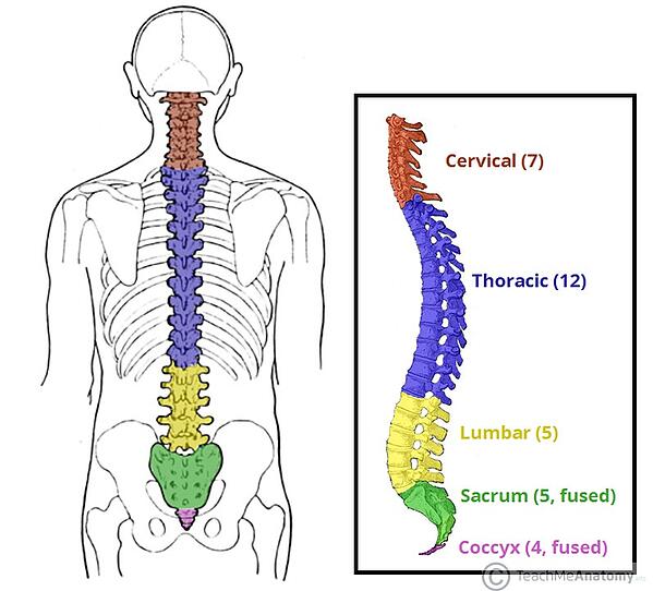 Detail Gambar Tulang Vertebra Nomer 18