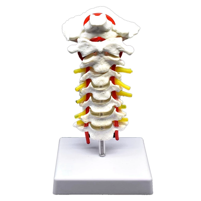 Detail Gambar Tulang Vertebra Nomer 34