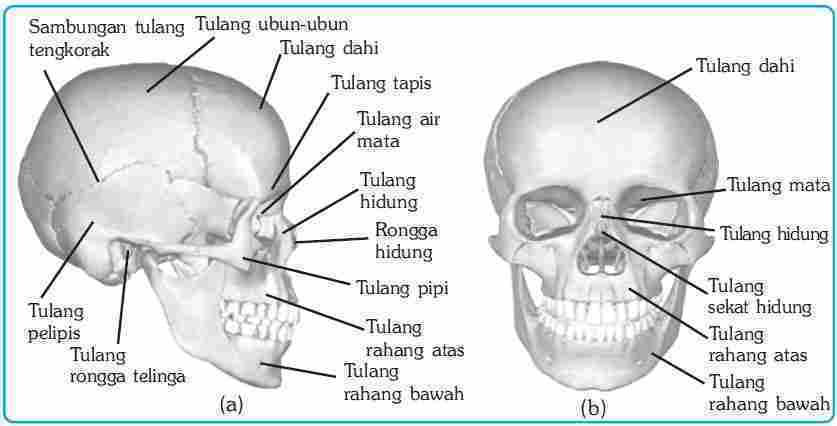 Detail Gambar Tulang Wajah Nomer 2