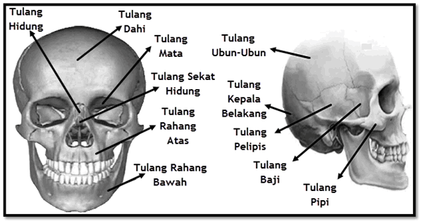 Detail Gambar Tulang Wajah Nomer 16