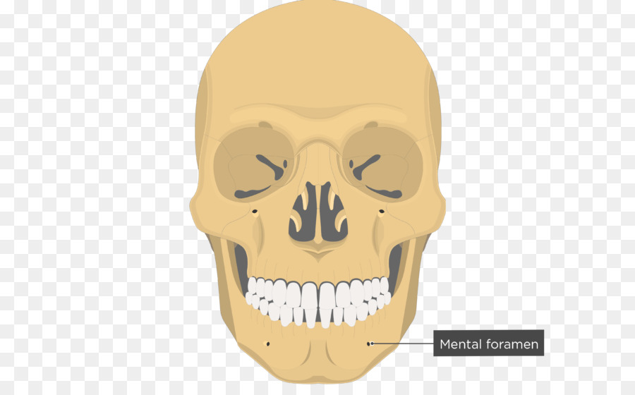 Detail Gambar Tulang Wajah Nomer 19