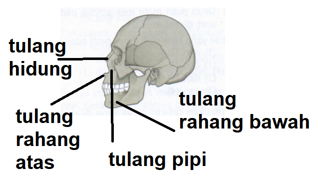 Detail Gambar Tulang Wajah Nomer 26