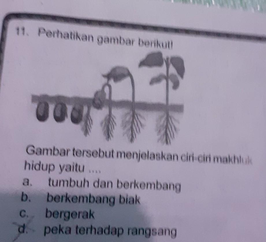 Detail Gambar Tumbuh Dan Berkembang Nomer 51