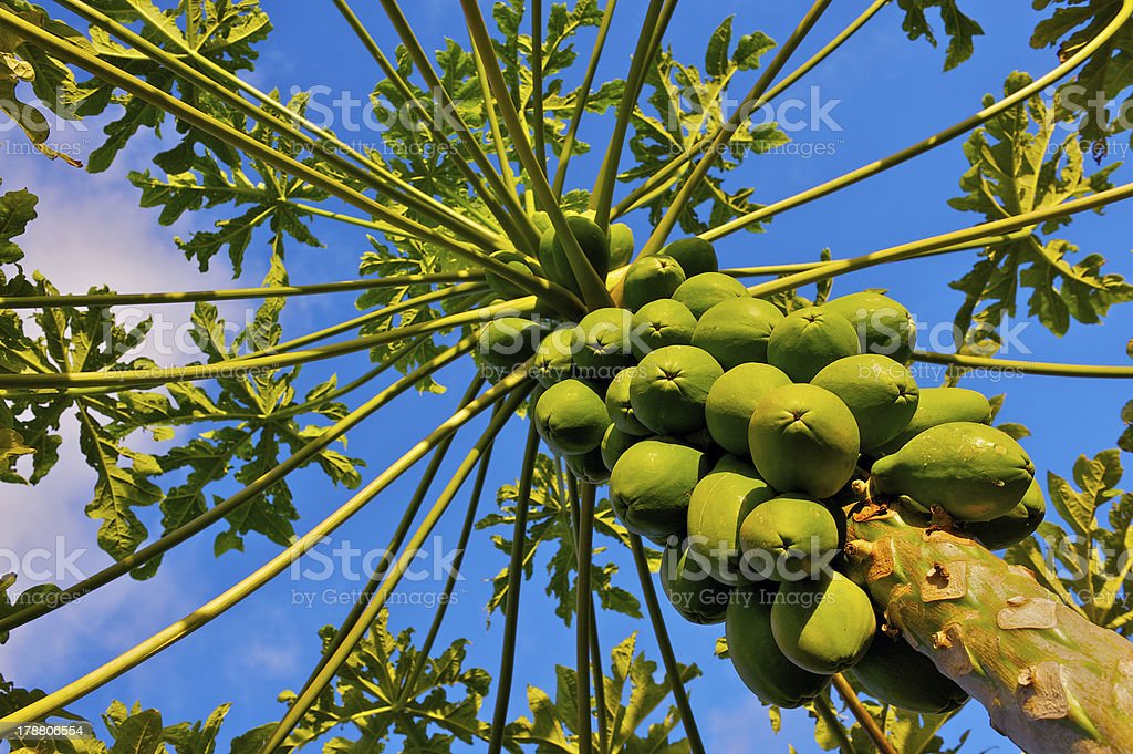 Detail Gambar Tumbuha Pepaya Nomer 39