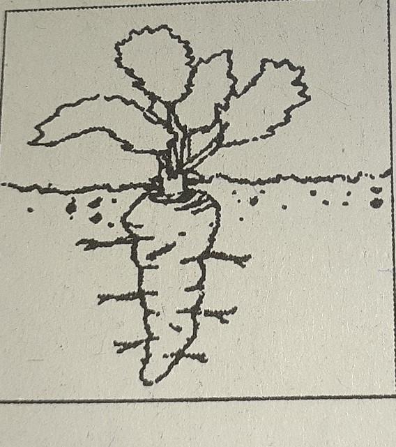 Detail Gambar Tumbuhan Akar Tinggal Nomer 20