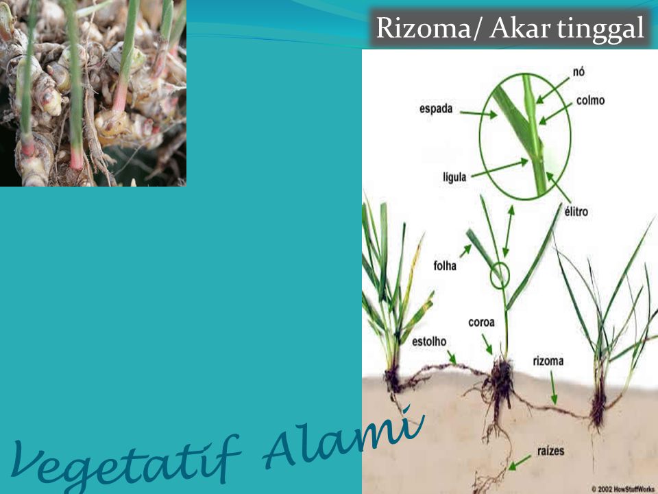 Detail Gambar Tumbuhan Akar Tinggal Nomer 28