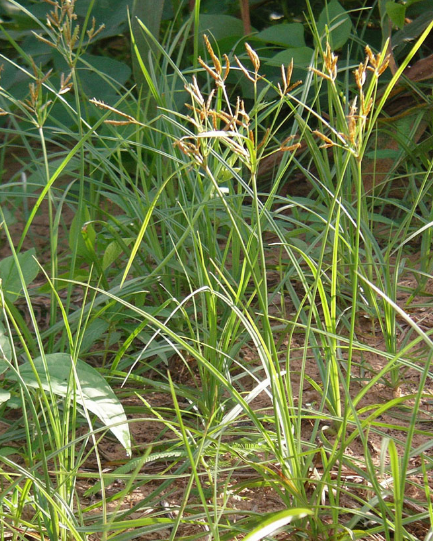 Detail Gambar Tumbuhan Alami Gambar Tumbuhan Rumput Nomer 19