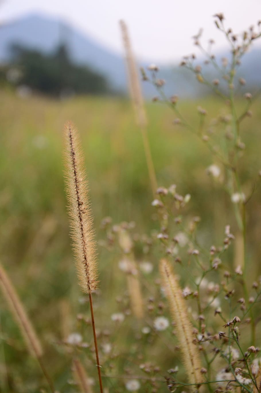 Detail Gambar Tumbuhan Alami Gambar Tumbuhan Rumput Nomer 29