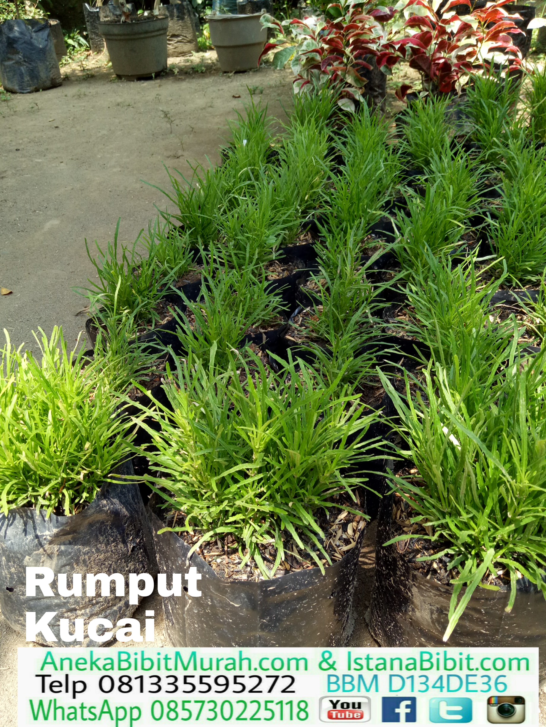 Detail Gambar Tumbuhan Alami Gambar Tumbuhan Rumput Nomer 46