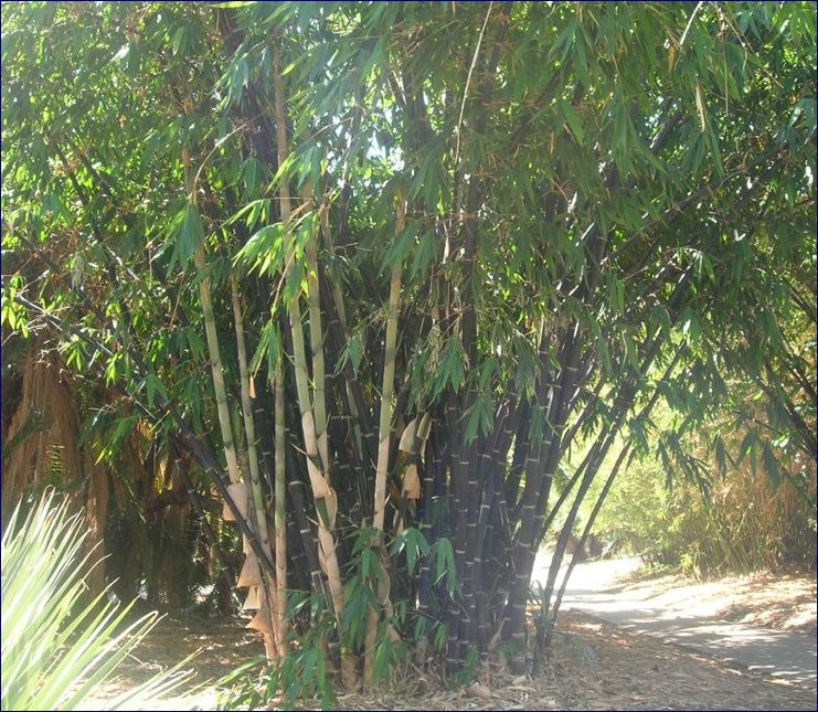 Detail Gambar Tumbuhan Bambu Nomer 16