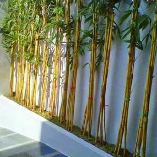 Detail Gambar Tumbuhan Bambu Nomer 18