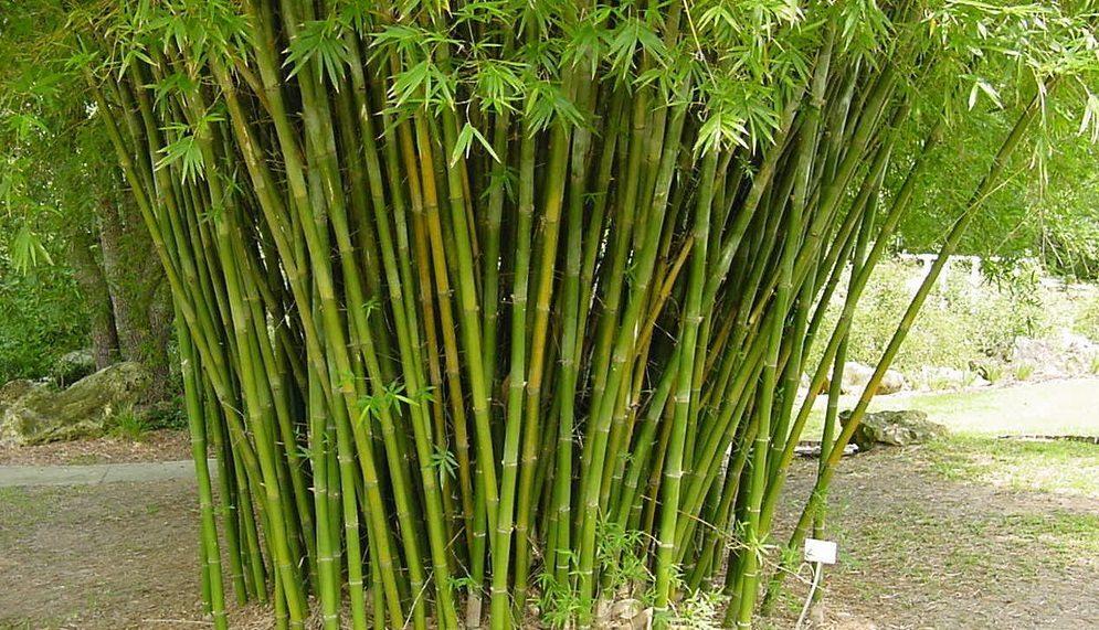 Detail Gambar Tumbuhan Bambu Nomer 5