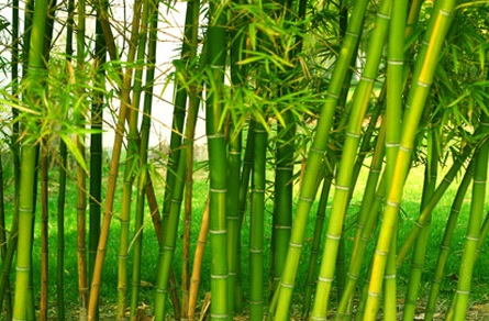 Detail Gambar Tumbuhan Bambu Nomer 6