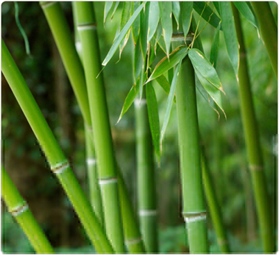Detail Gambar Tumbuhan Bambu Nomer 50
