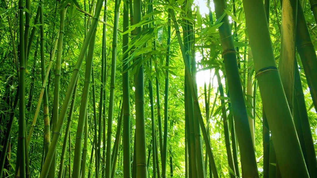 Detail Gambar Tumbuhan Bambu Nomer 8