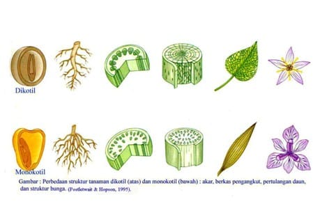 Detail Gambar Tumbuhan Berbiji Satu Nomer 20