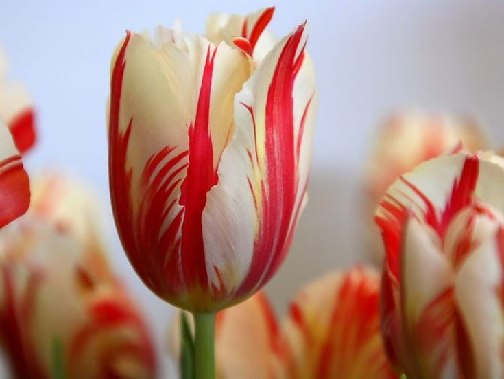 Detail Gambar Tumbuhan Bunga Tulip Nomer 14