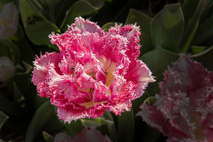 Detail Gambar Tumbuhan Bunga Tulip Nomer 54