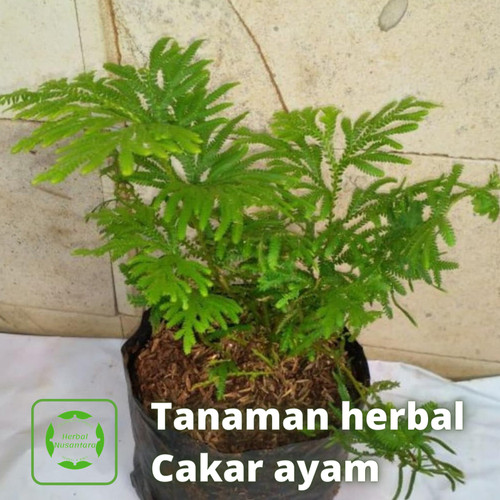 Detail Gambar Tumbuhan Cakar Ayam Nomer 14