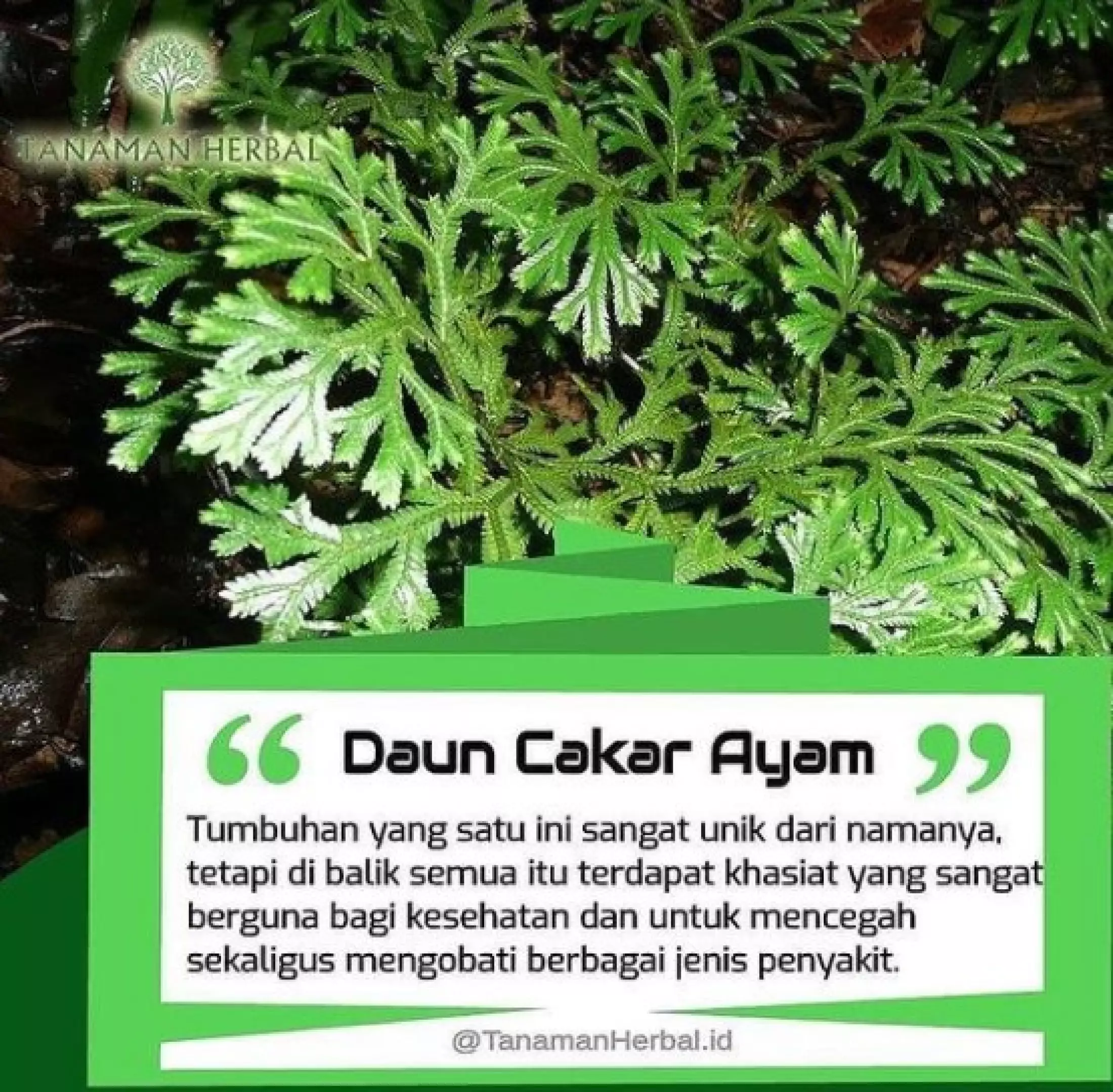 Detail Gambar Tumbuhan Cakar Ayam Nomer 22