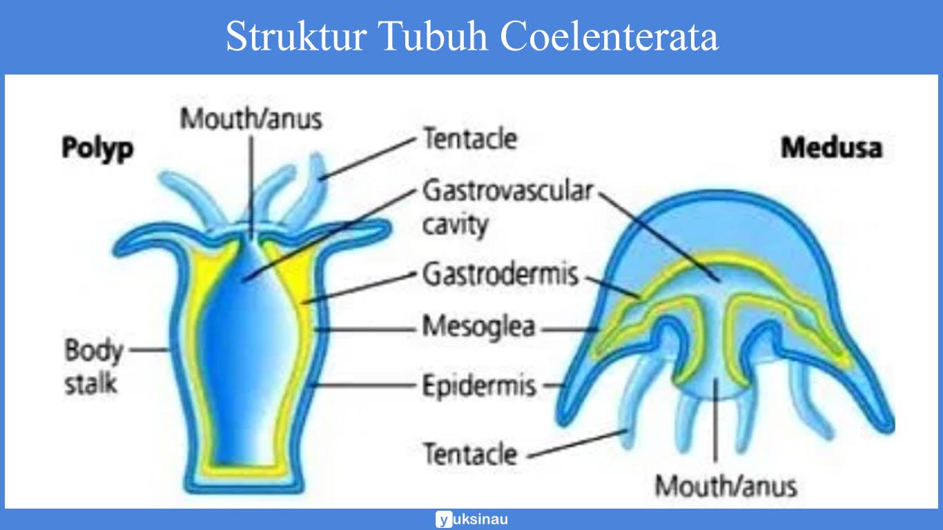 Detail Gambar Tumbuhan Coelenterata Nomer 12