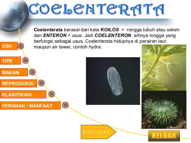 Detail Gambar Tumbuhan Coelenterata Nomer 24