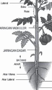 Detail Gambar Tumbuhan Dan Keterangannya Nomer 28