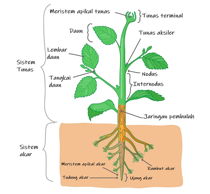 Detail Gambar Tumbuhan Dan Keterangannya Nomer 5