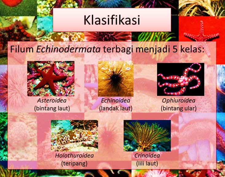 Detail Gambar Tumbuhan Echinodermata Nomer 2