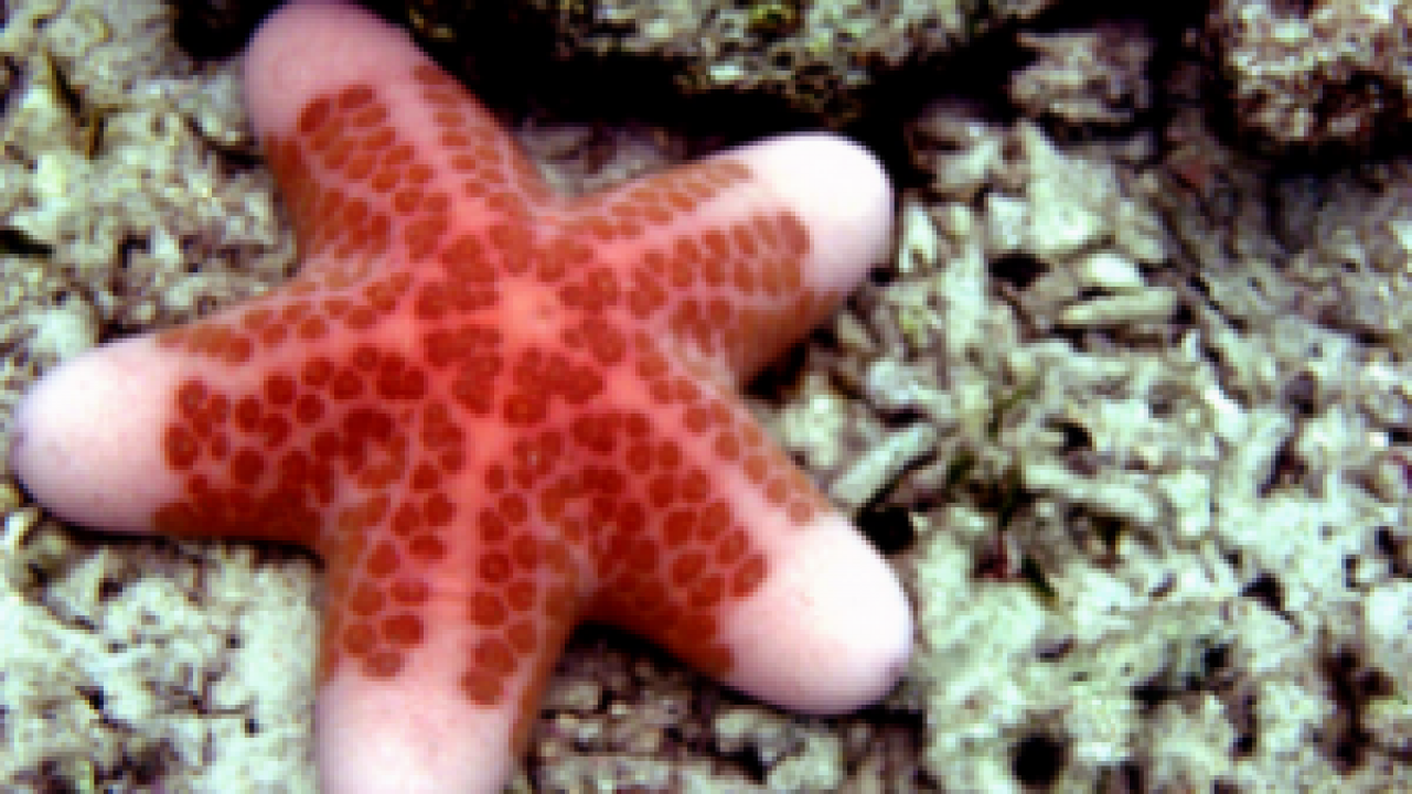 Detail Gambar Tumbuhan Echinodermata Nomer 19