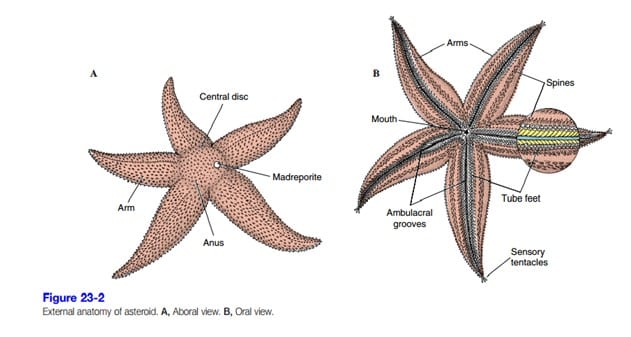 Detail Gambar Tumbuhan Echinodermata Nomer 25