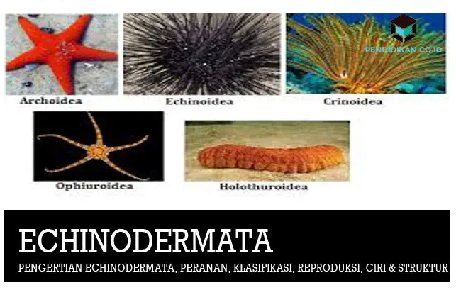 Detail Gambar Tumbuhan Echinodermata Nomer 30