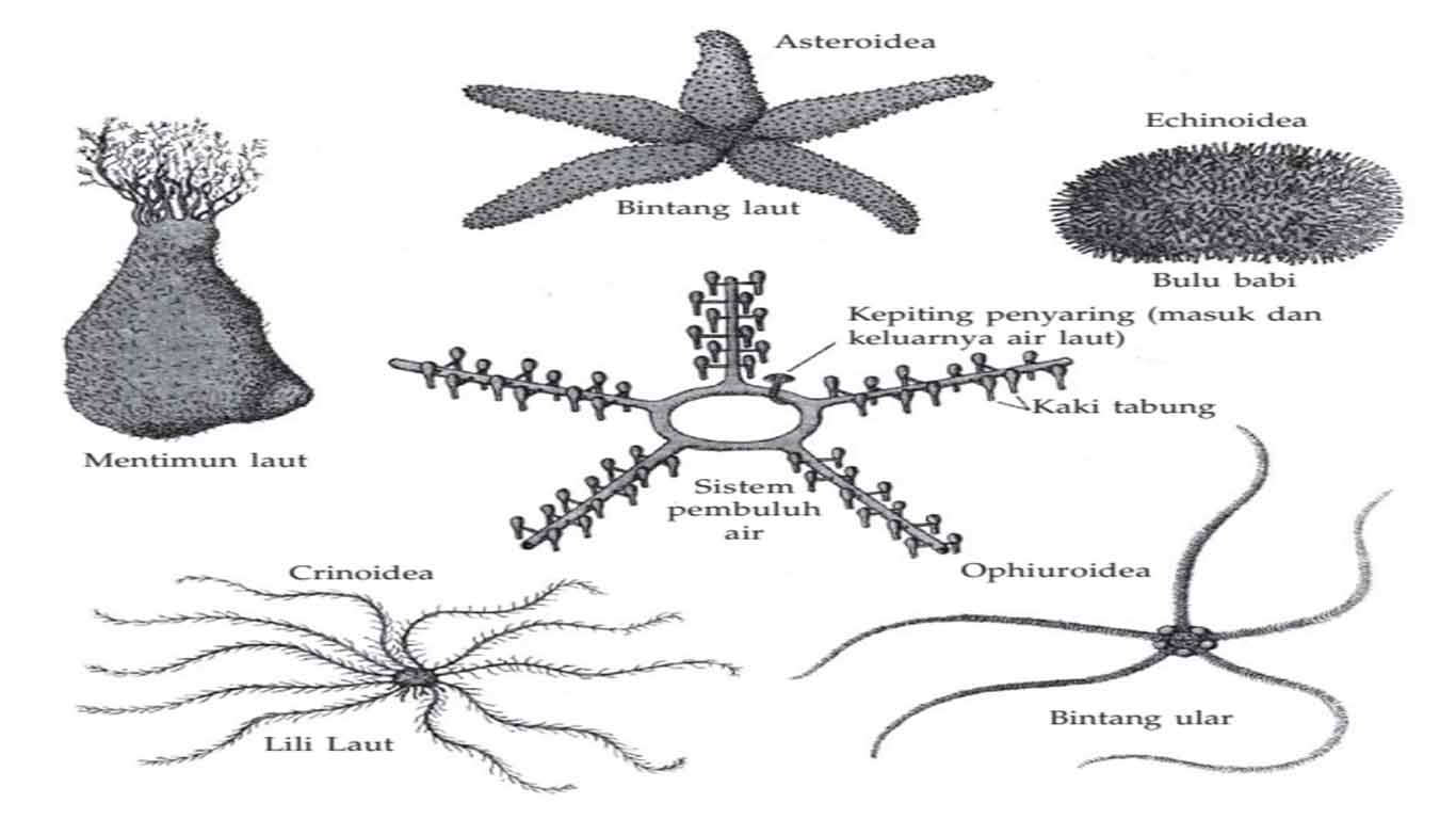 Detail Gambar Tumbuhan Echinodermata Nomer 5