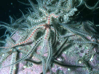 Detail Gambar Tumbuhan Echinodermata Nomer 37