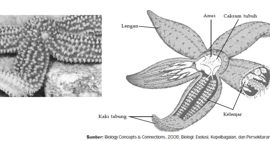 Detail Gambar Tumbuhan Echinodermata Nomer 38