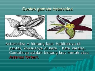 Detail Gambar Tumbuhan Echinodermata Nomer 50