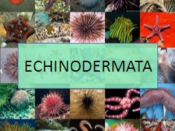 Detail Gambar Tumbuhan Echinodermata Nomer 9