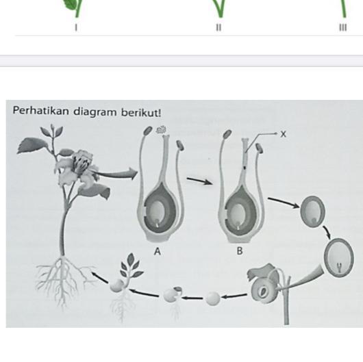 Detail Gambar Tumbuhan Generatif Nomer 47