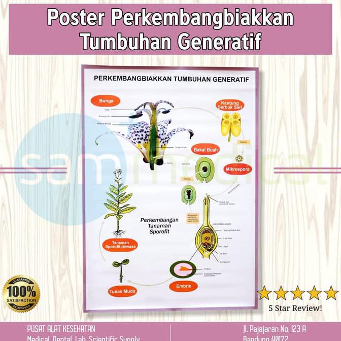 Detail Gambar Tumbuhan Generatif Nomer 51