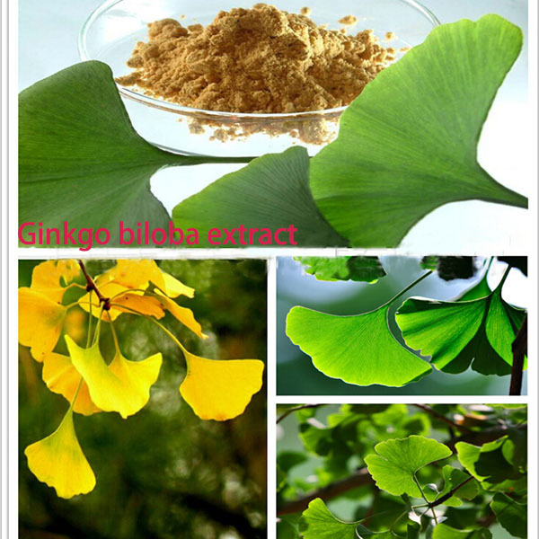 Detail Gambar Tumbuhan Gingko Biloba Nomer 20