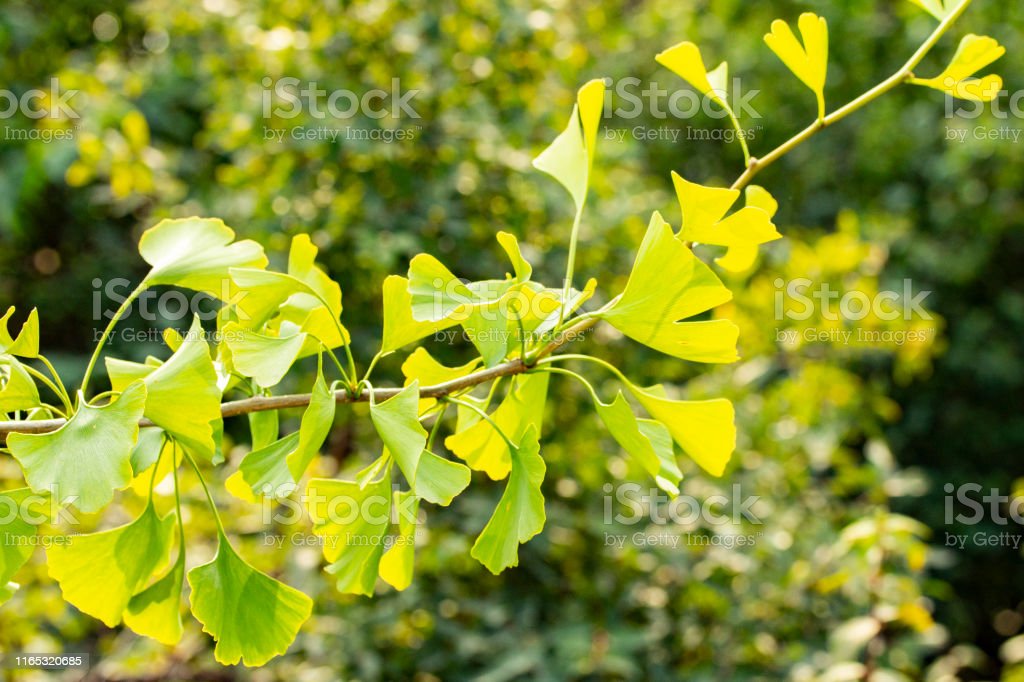 Detail Gambar Tumbuhan Gingko Biloba Nomer 25