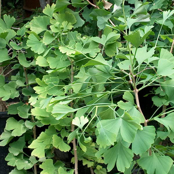 Detail Gambar Tumbuhan Gingko Biloba Nomer 4