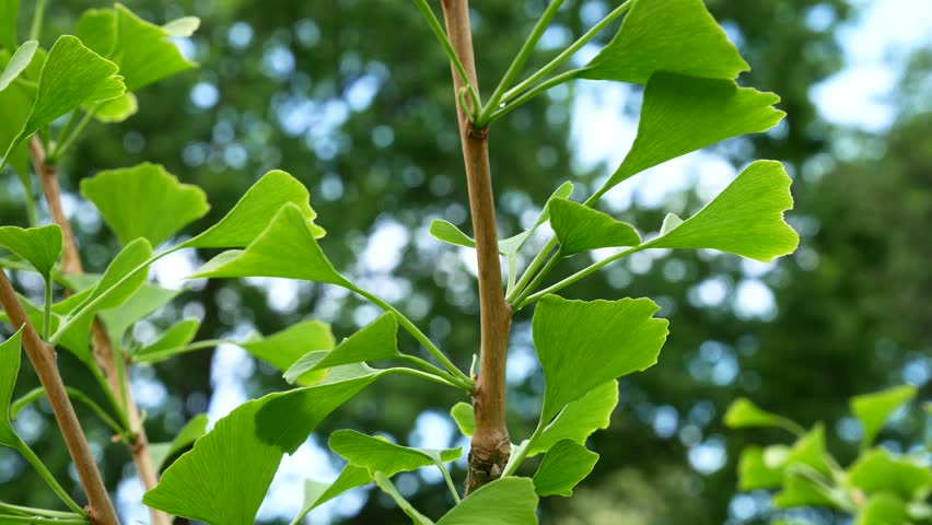 Detail Gambar Tumbuhan Gingko Biloba Nomer 34