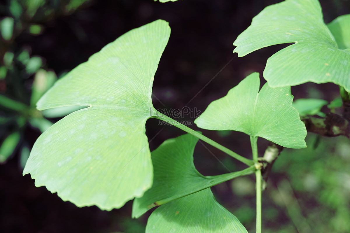 Detail Gambar Tumbuhan Gingko Biloba Nomer 37