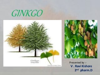 Detail Gambar Tumbuhan Gingko Biloba Nomer 38