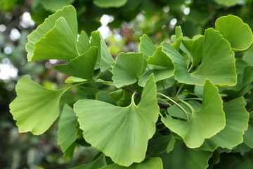 Detail Gambar Tumbuhan Gingko Biloba Nomer 39