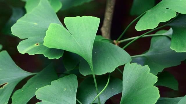 Detail Gambar Tumbuhan Gingko Biloba Nomer 9