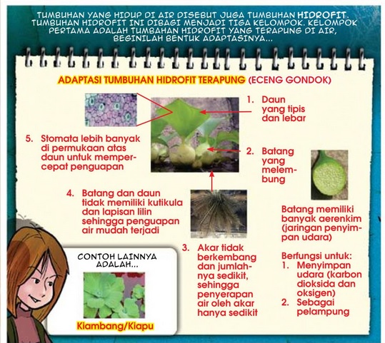 Detail Gambar Tumbuhan Hidrofit Nomer 17